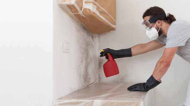 Professional Attic Mold Removal technician working in Woburn, MA