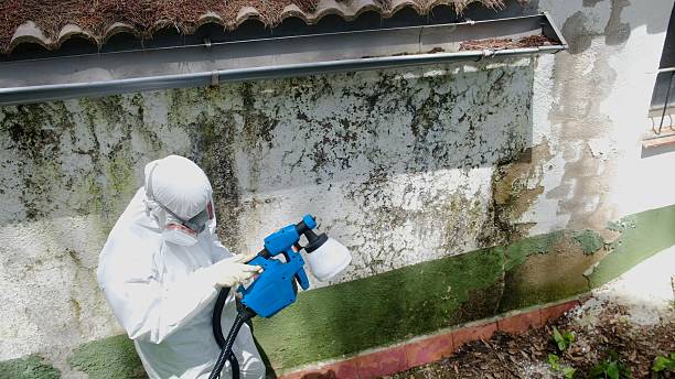 Top rated local Attic Mold Removal specialists in Woburn, MA
